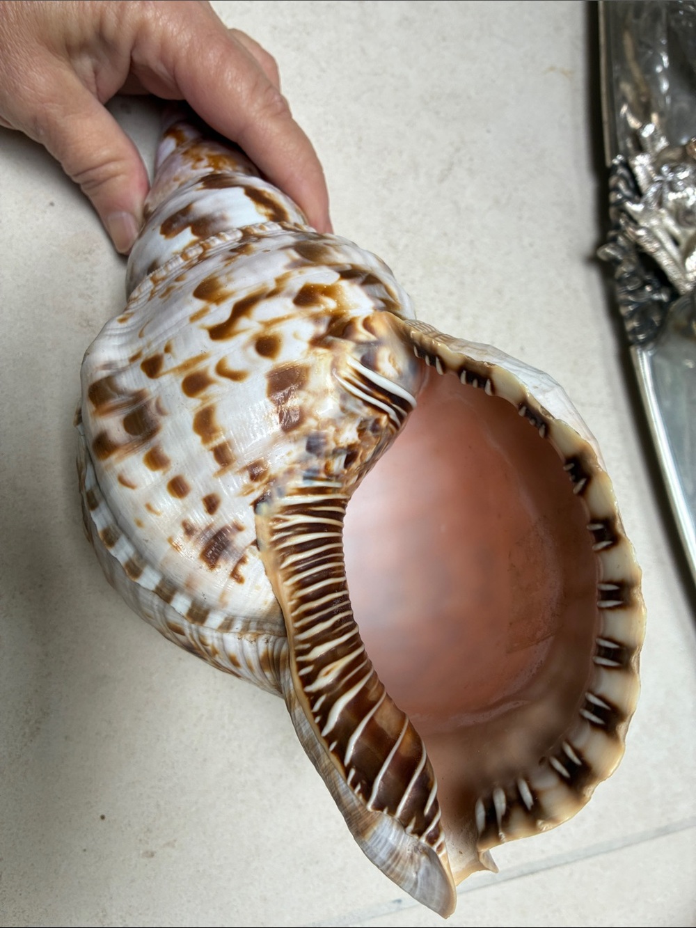 Trumpet Sea Shell - rare! - Picture 2 of 3